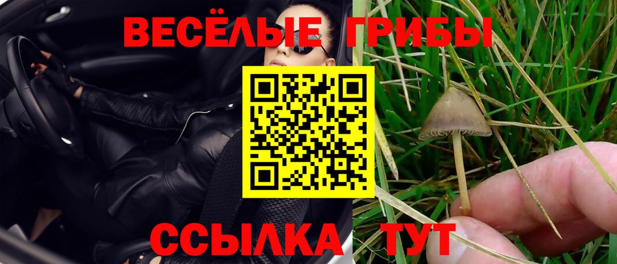 Ишимбай  Псилоцибиновые грибы Psilocybe  Вход с VPN 